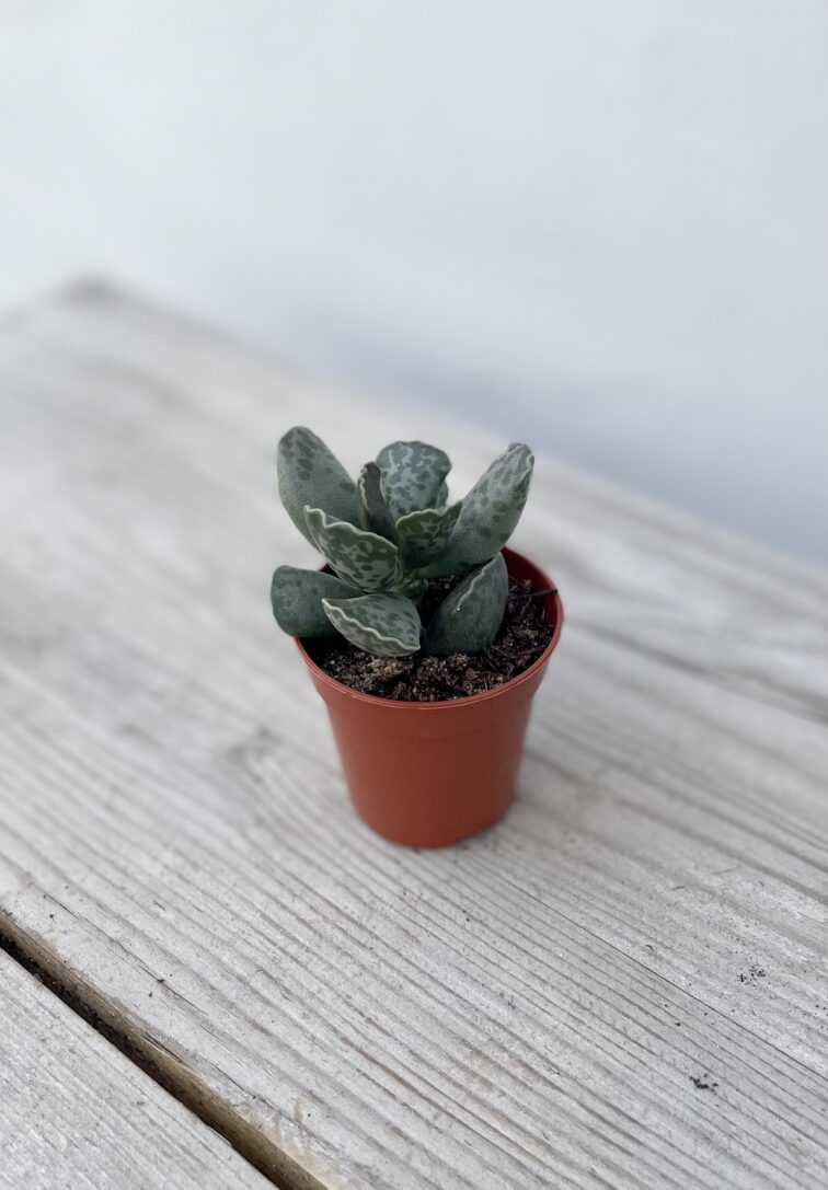 Zdjęcie rosliny doniczkowej Adromischus Cooperii, ujęcie 3