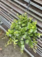 Zdjęcie rosliny doniczkowej Aeschynanthus Pink Polka, ujęcie 1