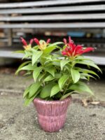 Zdjęcie rosliny doniczkowej Aeschynanthus Speciosus Carina, ujęcie 1