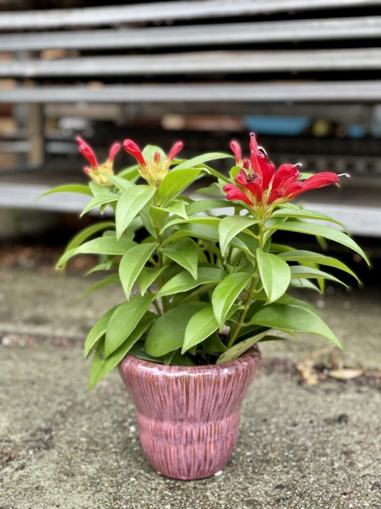 Zdjęcie rosliny doniczkowej Aeschynanthus Speciosus Carina, ujęcie 1