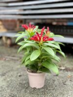 Zdjęcie rosliny doniczkowej Aeschynanthus Speciosus Carina, ujęcie 2