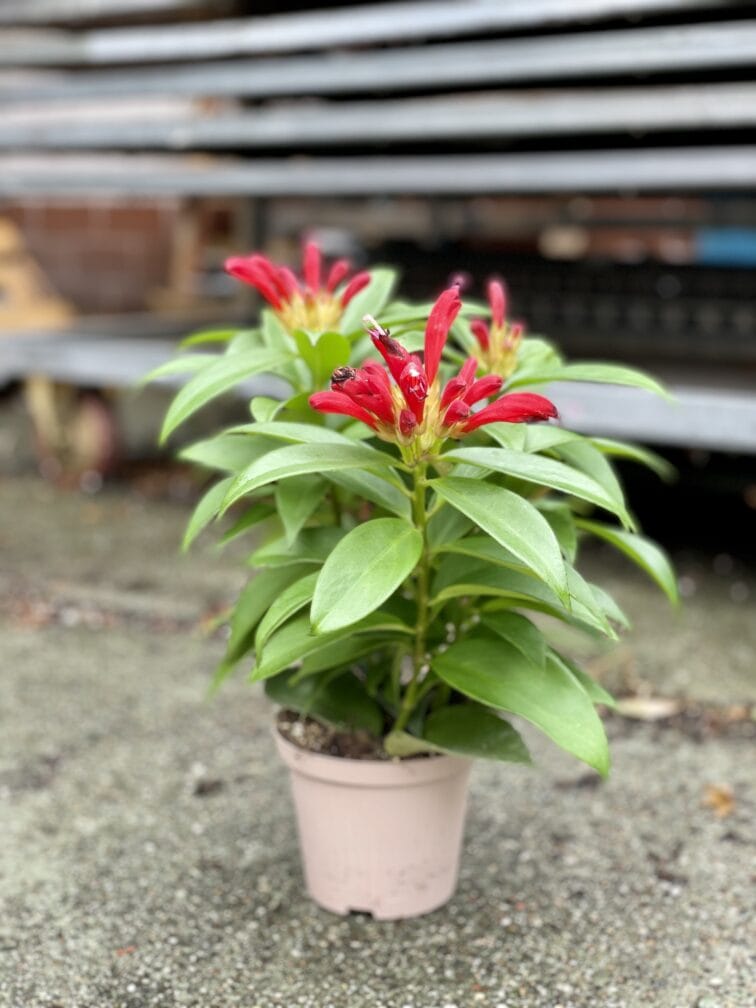 Zdjęcie rosliny doniczkowej Aeschynanthus Speciosus Carina, ujęcie 2