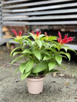 Zdjęcie rosliny doniczkowej Aeschynanthus Speciosus Carina, ujęcie 3
