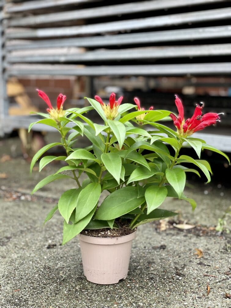 Zdjęcie rosliny doniczkowej Aeschynanthus Speciosus Carina, ujęcie 3