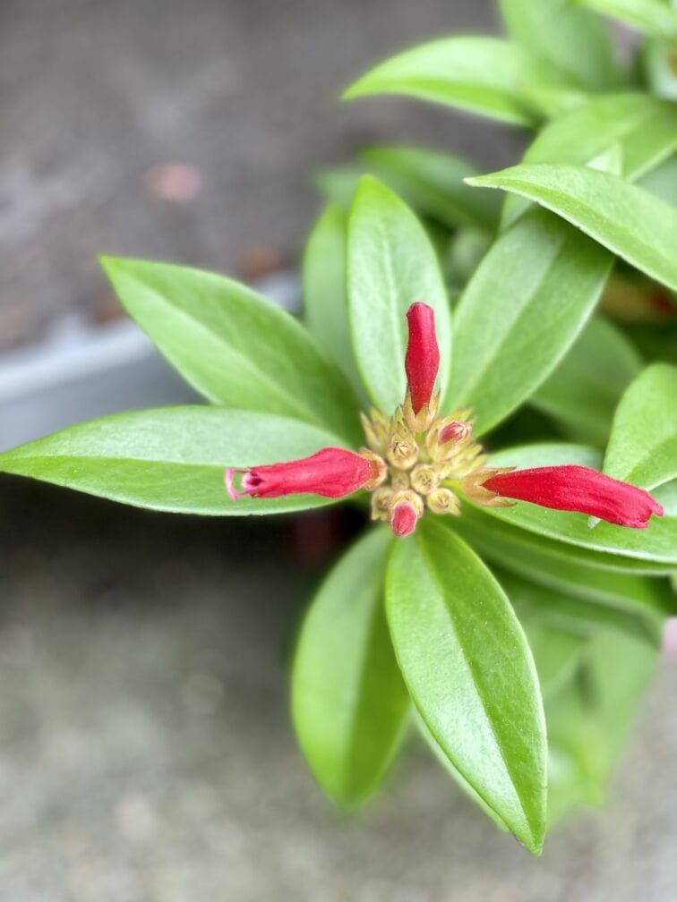 Zdjęcie rosliny doniczkowej Aeschynanthus Speciosus Carina, ujęcie 4