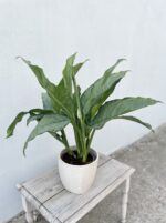 Zdjęcie rosliny doniczkowej Aglaonema Freedman, ujęcie 1