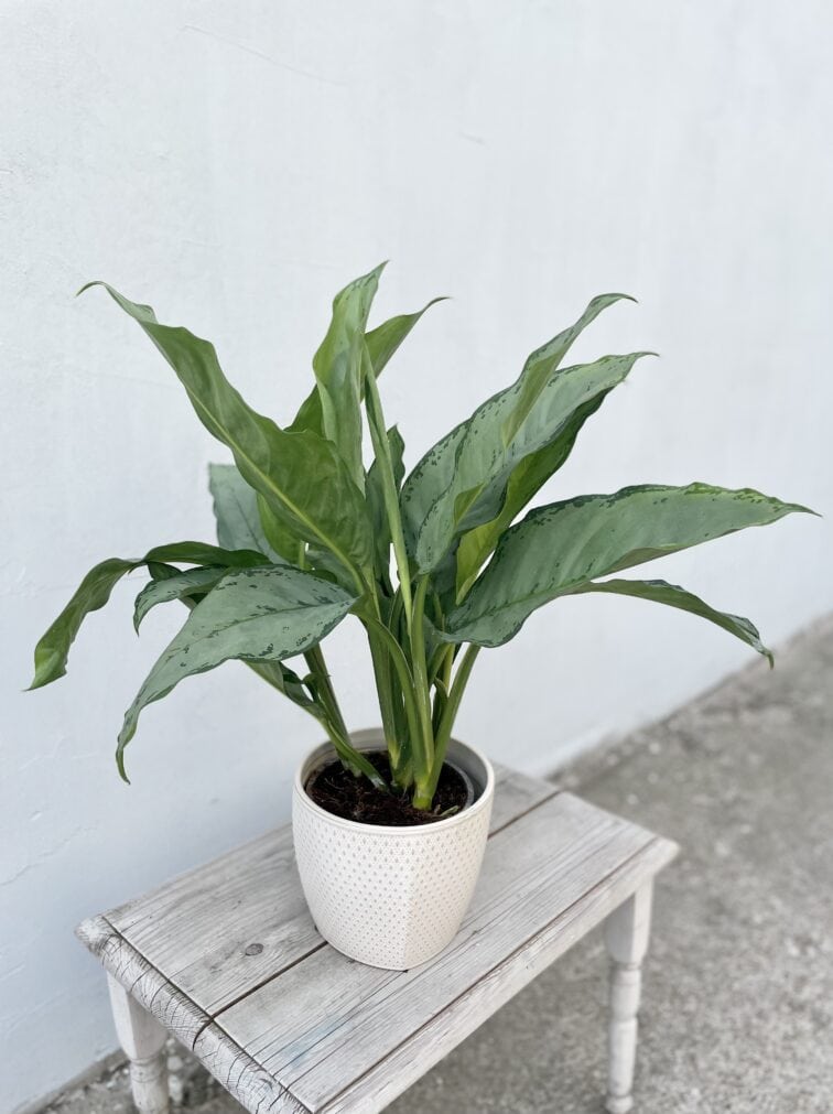 Zdjęcie rosliny doniczkowej Aglaonema Freedman, ujęcie 1