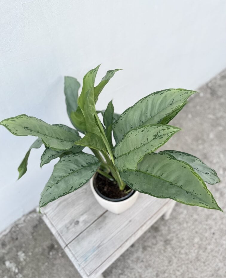 Zdjęcie rosliny doniczkowej Aglaonema Freedman, ujęcie 2