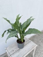 Zdjęcie rosliny doniczkowej Aglaonema Freedman, ujęcie 3