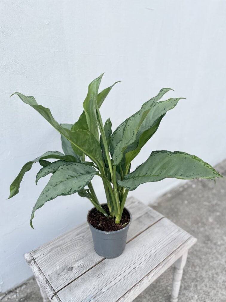 Zdjęcie rosliny doniczkowej Aglaonema Freedman, ujęcie 3