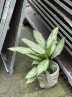 Zdjęcie rosliny doniczkowej Aglaonema Silver Queen, ujęcie 1