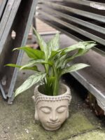 Zdjęcie rosliny doniczkowej Aglaonema Silver Queen, ujęcie 2