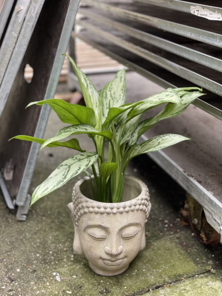 Zdjęcie rosliny doniczkowej Aglaonema Silver Queen, ujęcie 2