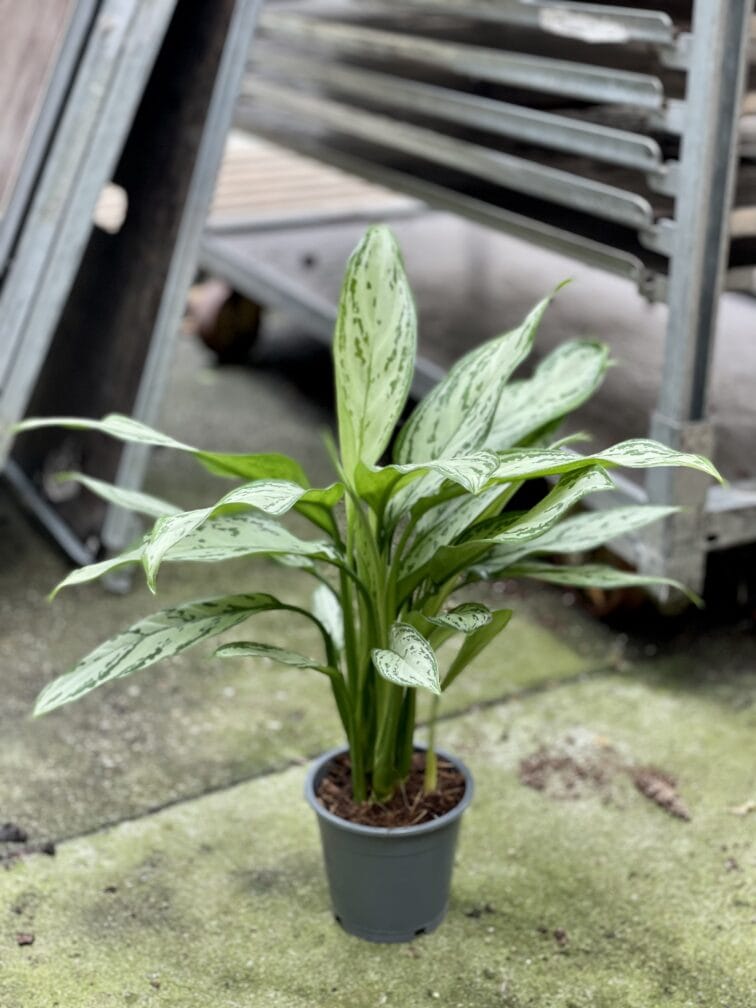 Zdjęcie rosliny doniczkowej Aglaonema Silver Queen, ujęcie 3