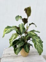 Zdjęcie rosliny doniczkowej Calathea Electric Shock, ujęcie 1