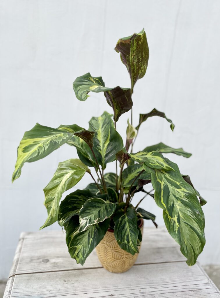 Zdjęcie rosliny doniczkowej Calathea Electric Shock, ujęcie 1
