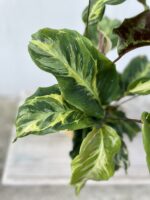 Zdjęcie rosliny doniczkowej Calathea Electric Shock, ujęcie 2