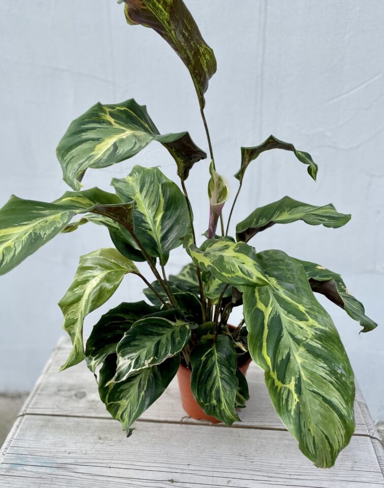 Zdjęcie rosliny doniczkowej Calathea Electric Shock, ujęcie 3