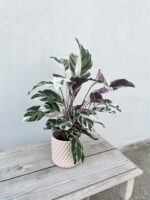 Zdjęcie rosliny doniczkowej Calathea White Fusion (Kalatea), ujęcie 1