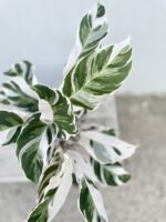 Zdjęcie rosliny doniczkowej Calathea White Fusion (Kalatea), ujęcie 2