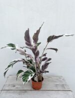 Zdjęcie rosliny doniczkowej Calathea White Fusion (Kalatea), ujęcie 3
