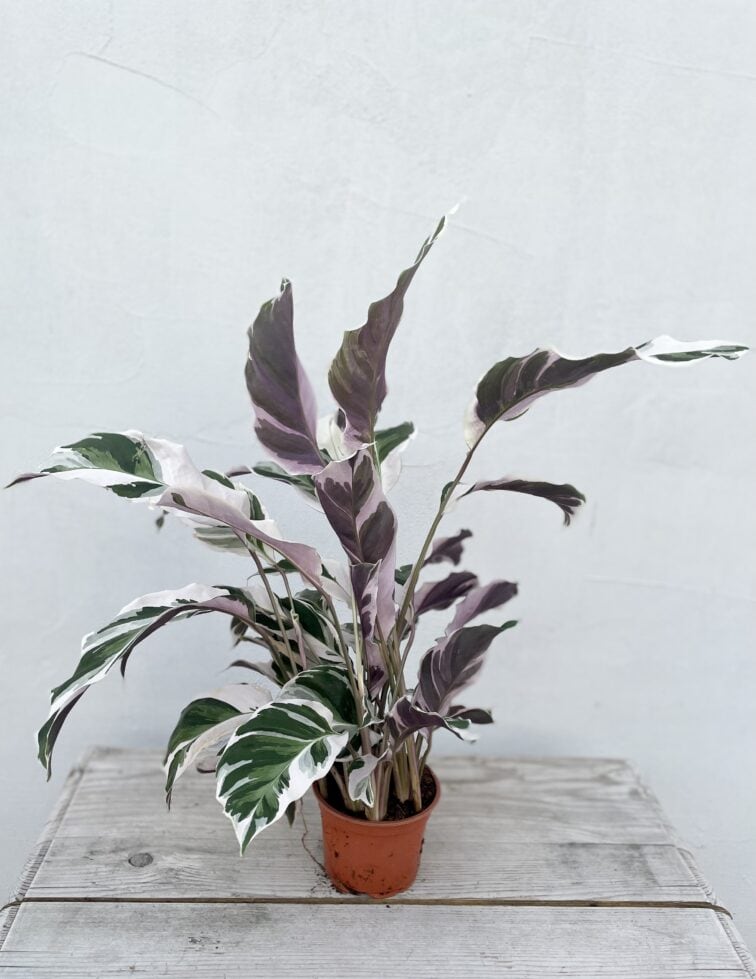 Zdjęcie rosliny doniczkowej Calathea White Fusion (Kalatea), ujęcie 3