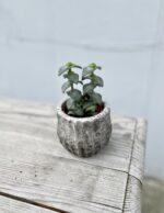 Zdjęcie rosliny doniczkowej Crassula perforata, ujęcie 1