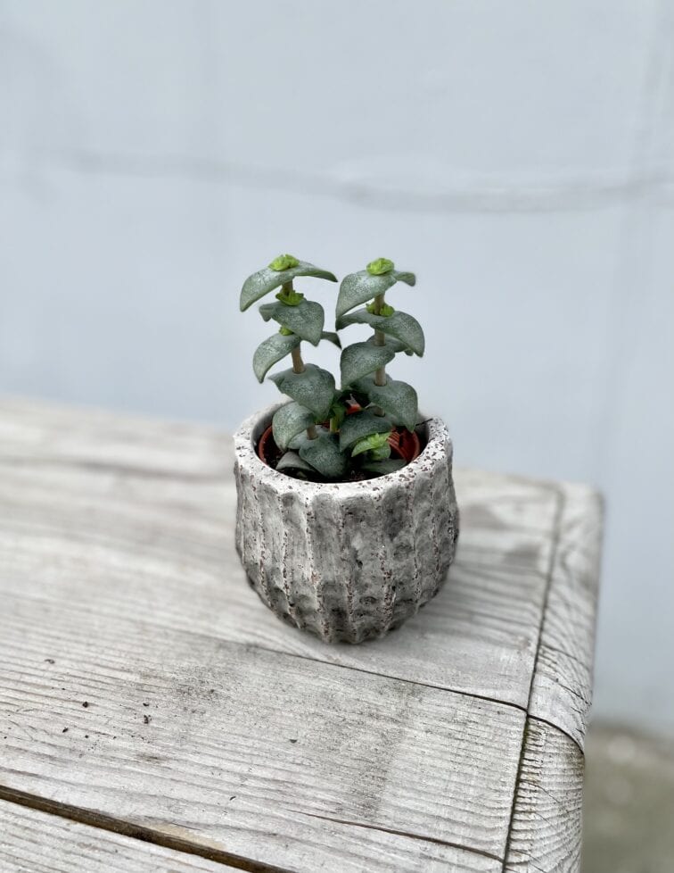 Zdjęcie rosliny doniczkowej Crassula perforata, ujęcie 1