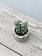 Zdjęcie rosliny doniczkowej Crassula perforata, ujęcie 2