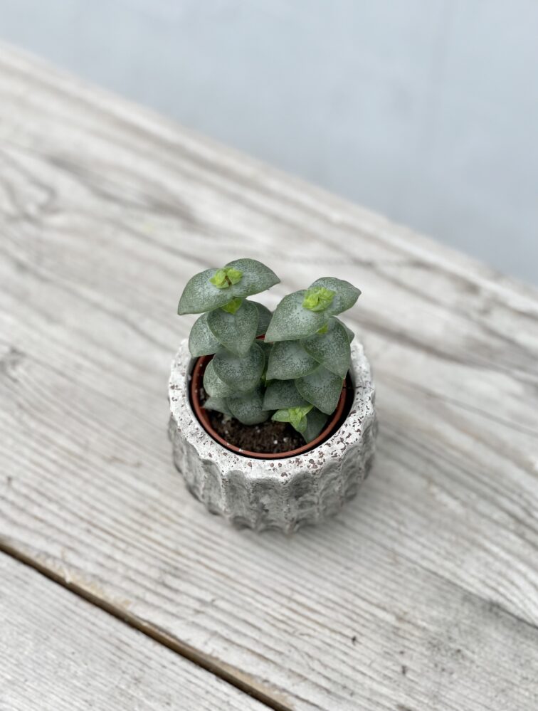 Zdjęcie rosliny doniczkowej Crassula perforata, ujęcie 2