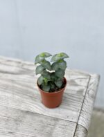 Zdjęcie rosliny doniczkowej Crassula perforata, ujęcie 3