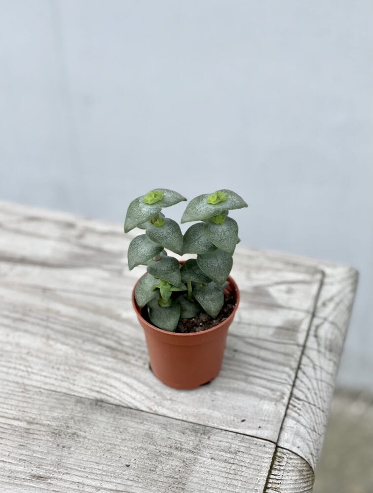 Zdjęcie rosliny doniczkowej Crassula perforata, ujęcie 3