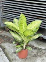 Zdjęcie rosliny doniczkowej Dieffenbachia White Amazon, ujęcie 1