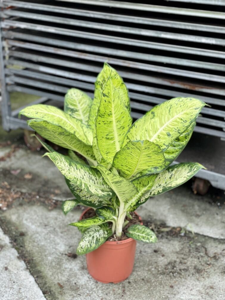 Zdjęcie rosliny doniczkowej Dieffenbachia White Amazon, ujęcie 1