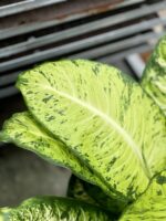 Zdjęcie rosliny doniczkowej Dieffenbachia White Amazon, ujęcie 2