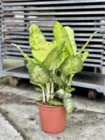 Zdjęcie rosliny doniczkowej Dieffenbachia White Amazon, ujęcie 3
