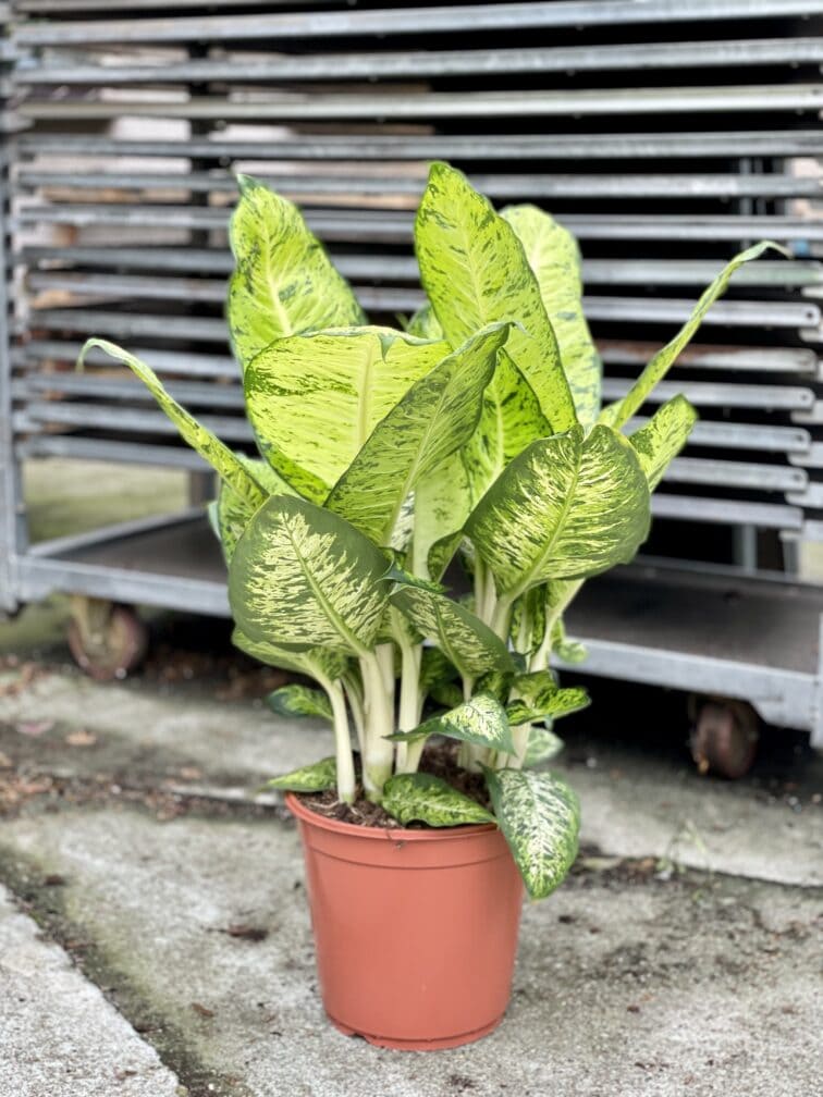 Zdjęcie rosliny doniczkowej Dieffenbachia White Amazon, ujęcie 3
