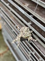 Zdjęcie rosliny doniczkowej Dischidia Button Variegata, ujęcie 4