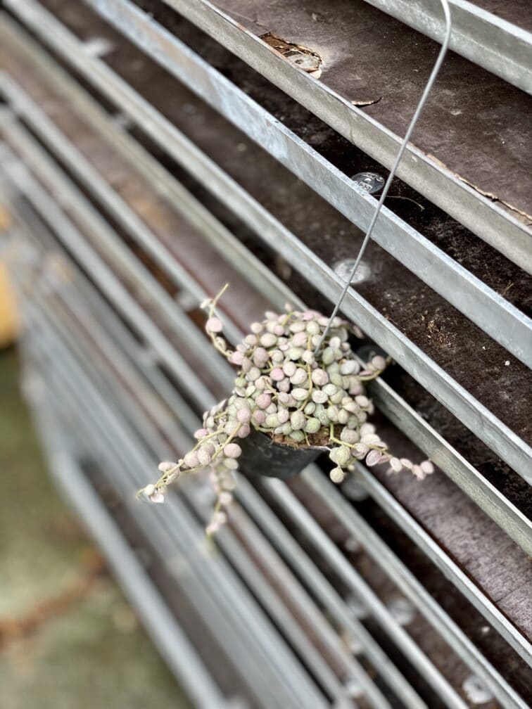 Zdjęcie rosliny doniczkowej Dischidia Button Variegata, ujęcie 4