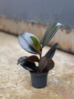 Zdjęcie rosliny doniczkowej Ficus elastica Abidjan, ujęcie 2