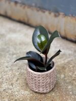 Zdjęcie rosliny doniczkowej Ficus elastica Abidjan, ujęcie 3