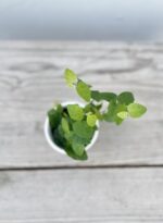 Zdjęcie rosliny doniczkowej Ficus pumila Green Sunny, ujęcie 2