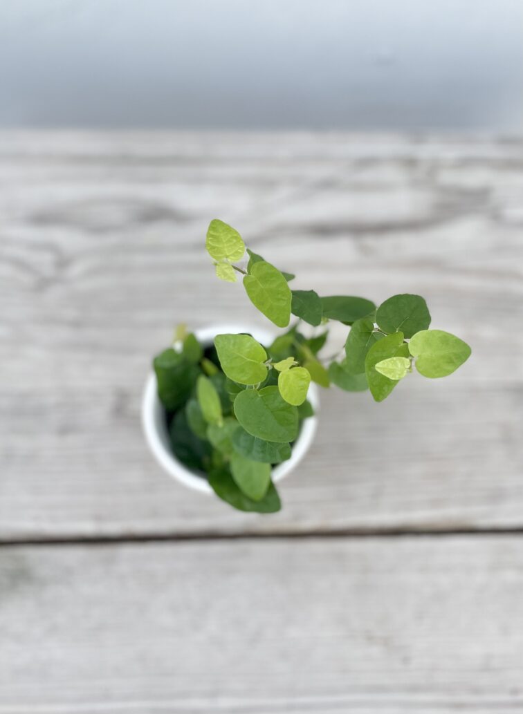 Zdjęcie rosliny doniczkowej Ficus pumila Green Sunny, ujęcie 2