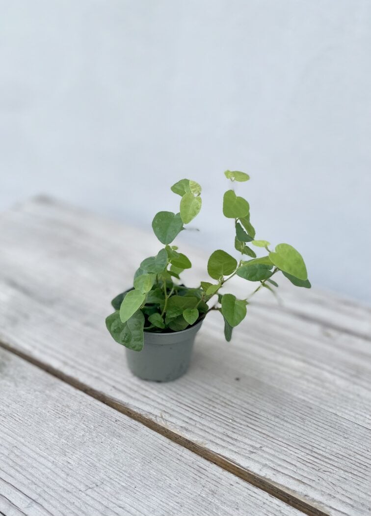 Zdjęcie rosliny doniczkowej Ficus pumila Green Sunny, ujęcie 3