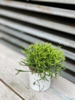 Zdjęcie rosliny doniczkowej Hatiora Salicornioides 'Dancing Bones', ujęcie 1