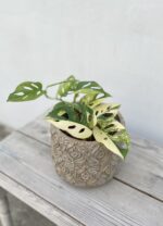 Zdjęcie rosliny doniczkowej Monstera Monkey Mask variegata (adansonii variegata), ujęcie 1
