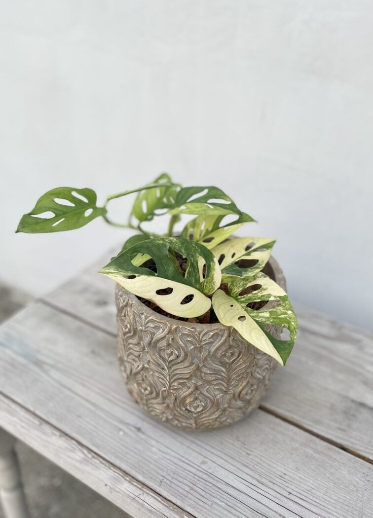 Zdjęcie rosliny doniczkowej Monstera Monkey Mask variegata (adansonii variegata), ujęcie 1