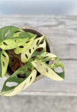 Zdjęcie rosliny doniczkowej Monstera Monkey Mask variegata (adansonii variegata), ujęcie 2