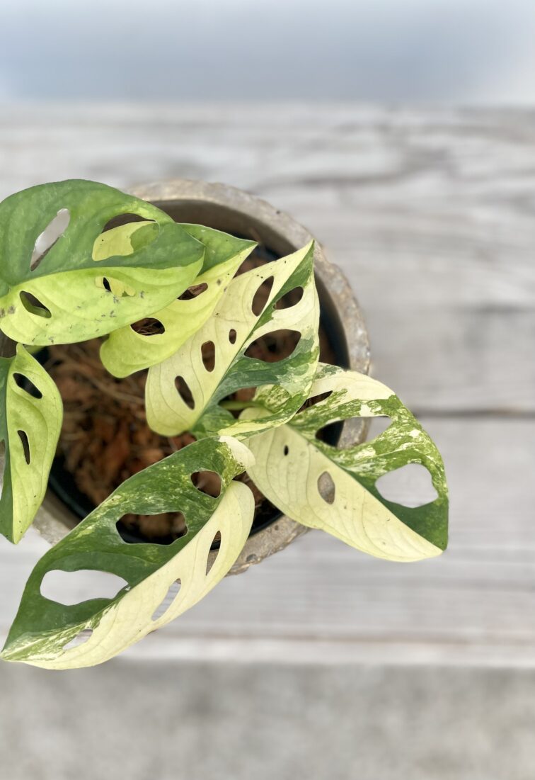 Zdjęcie rosliny doniczkowej Monstera Monkey Mask variegata (adansonii variegata), ujęcie 2