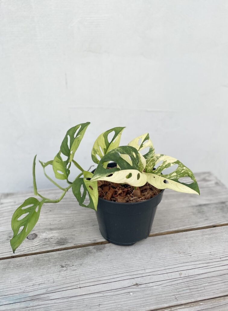 Zdjęcie rosliny doniczkowej Monstera Monkey Mask variegata (adansonii variegata), ujęcie 3